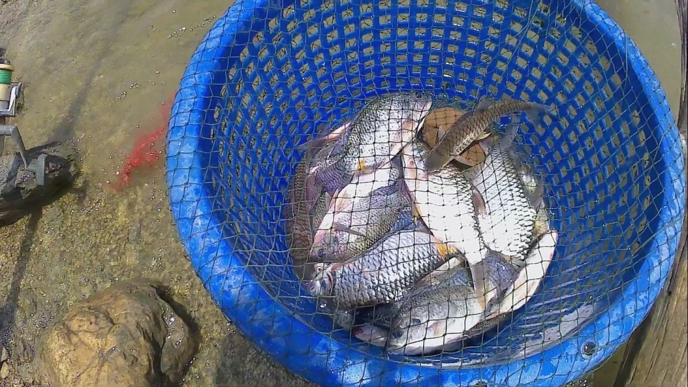 ปลานิลเขื่อนยางชุม กุยบุรี ประจวบฯ