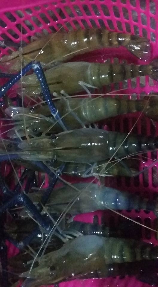 กุ้งวันนี้ไม่เกิน10ตัวโลนะ