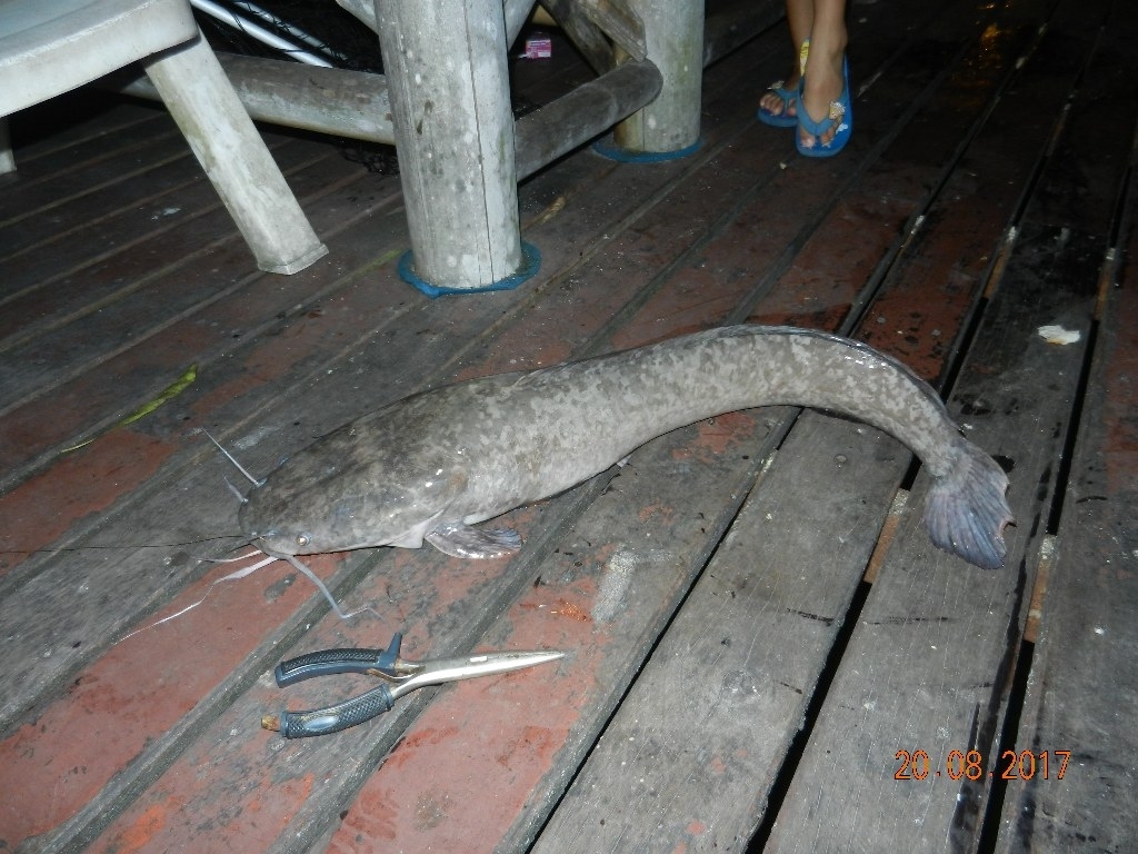 Abu vs Sutchi Catfish & Silver Barb