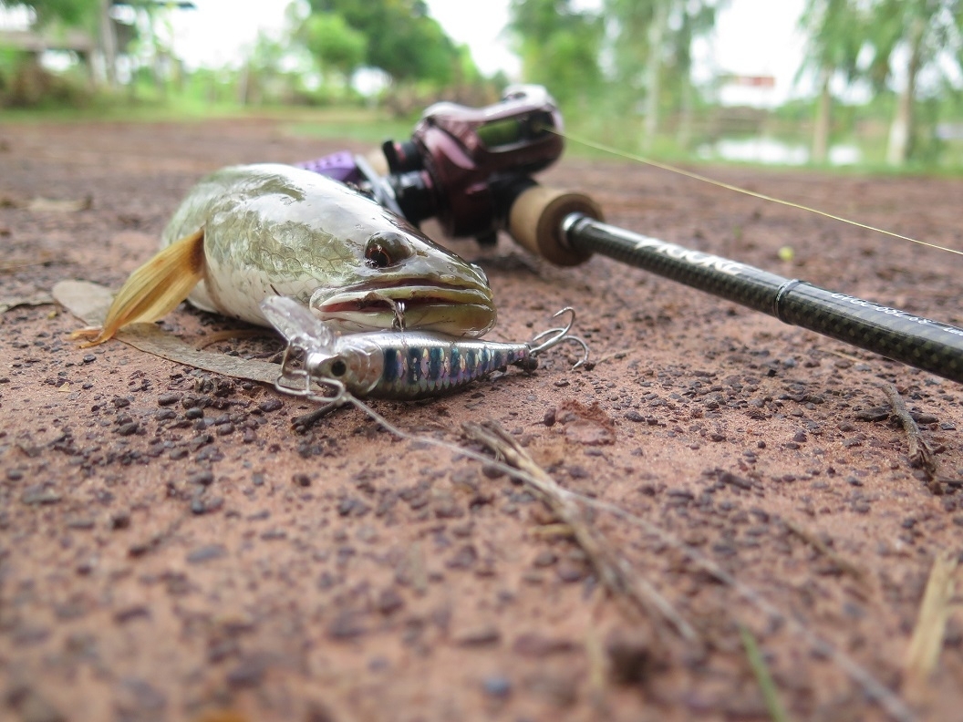 กระสูบหน้าบ้าน