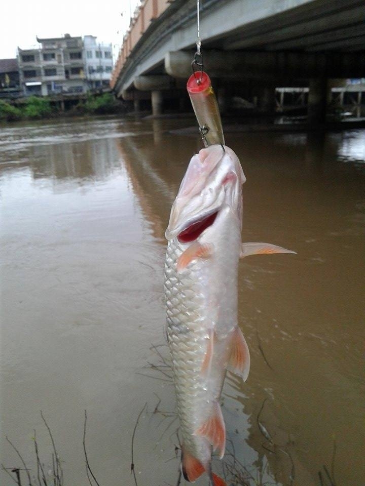 กัดสนั่นกระสูบต่อม่อ