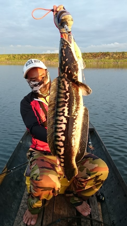  NNN   Giant Snakehead   NNN