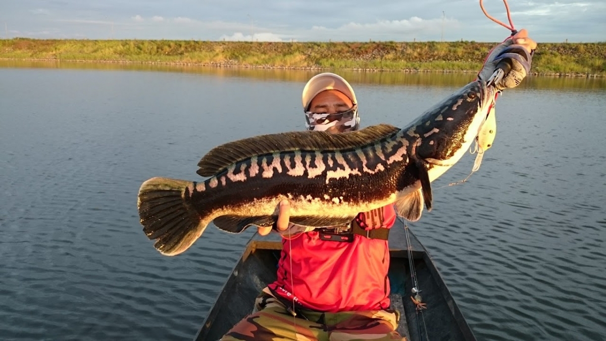  NNN   Giant Snakehead   NNN