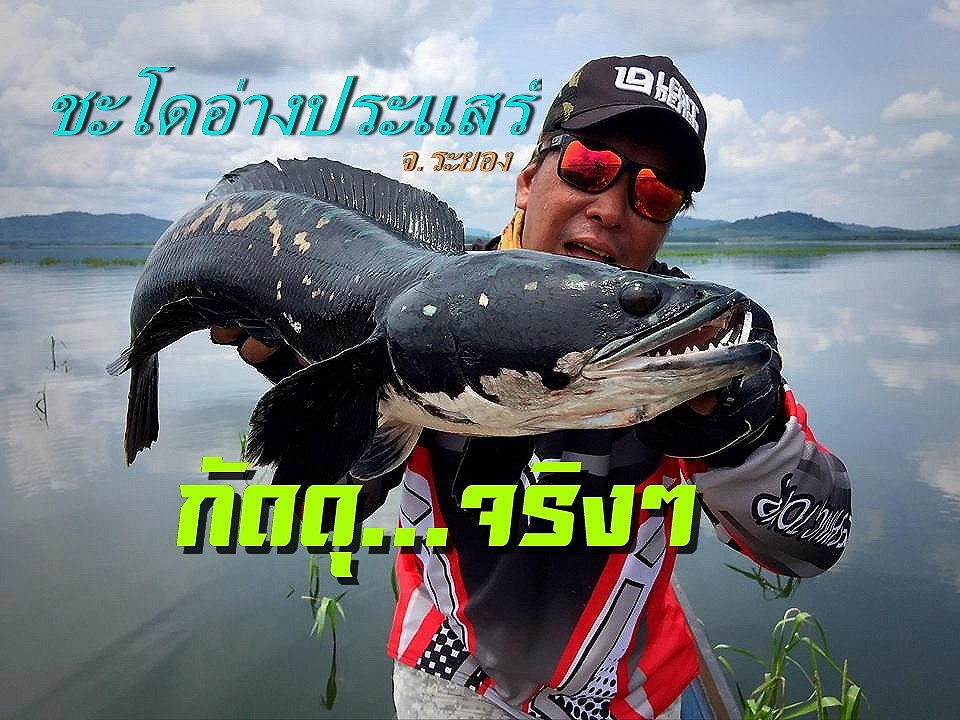 เก็บตก ชะโดอ่างประแสร์ (ดุมาก)