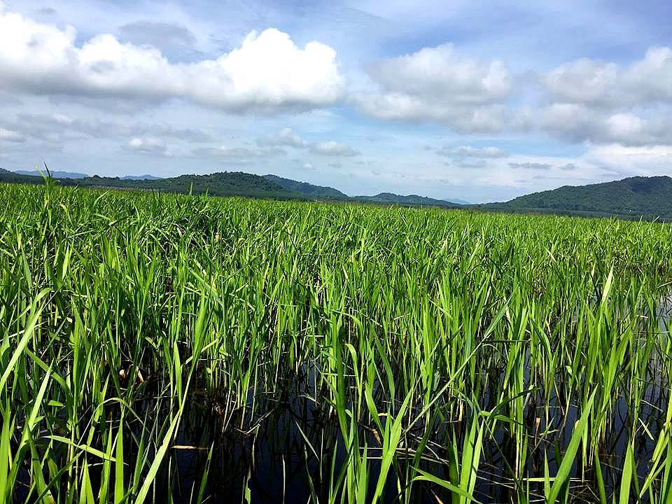 เก็บตก ชะโดอ่างประแสร์ (ดุมาก)