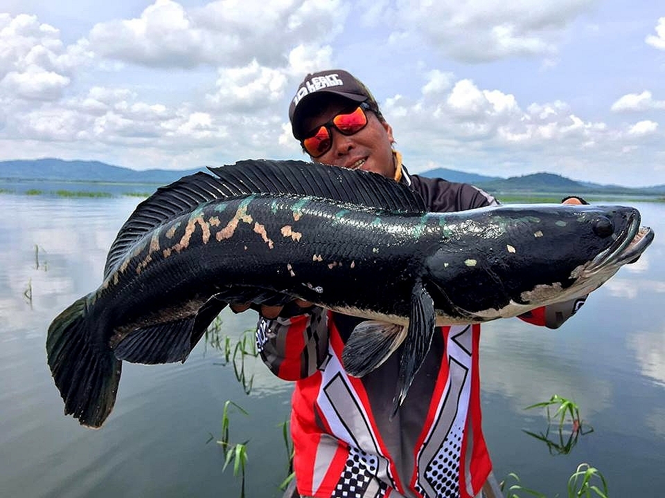 เก็บตก ชะโดอ่างประแสร์ (ดุมาก)