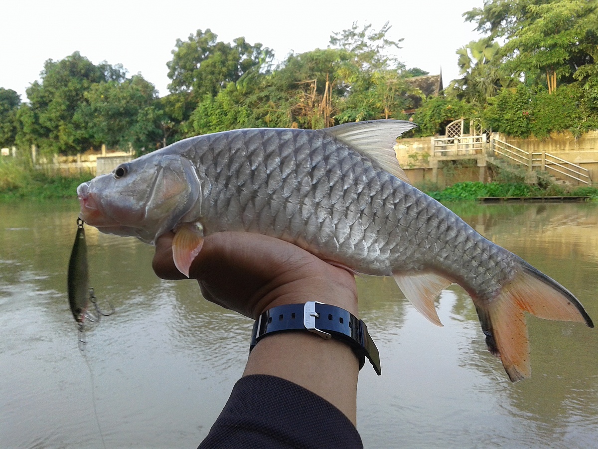 กระสูบแม่น้ำสุพรรณ