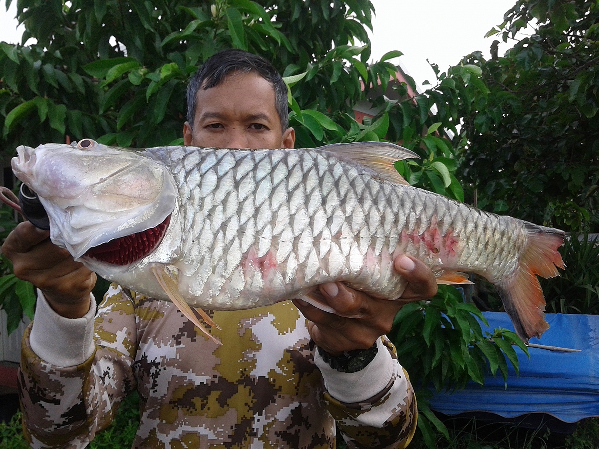 กระสูบใหญ่แม่น้ำท่าจีน 52 ซม.