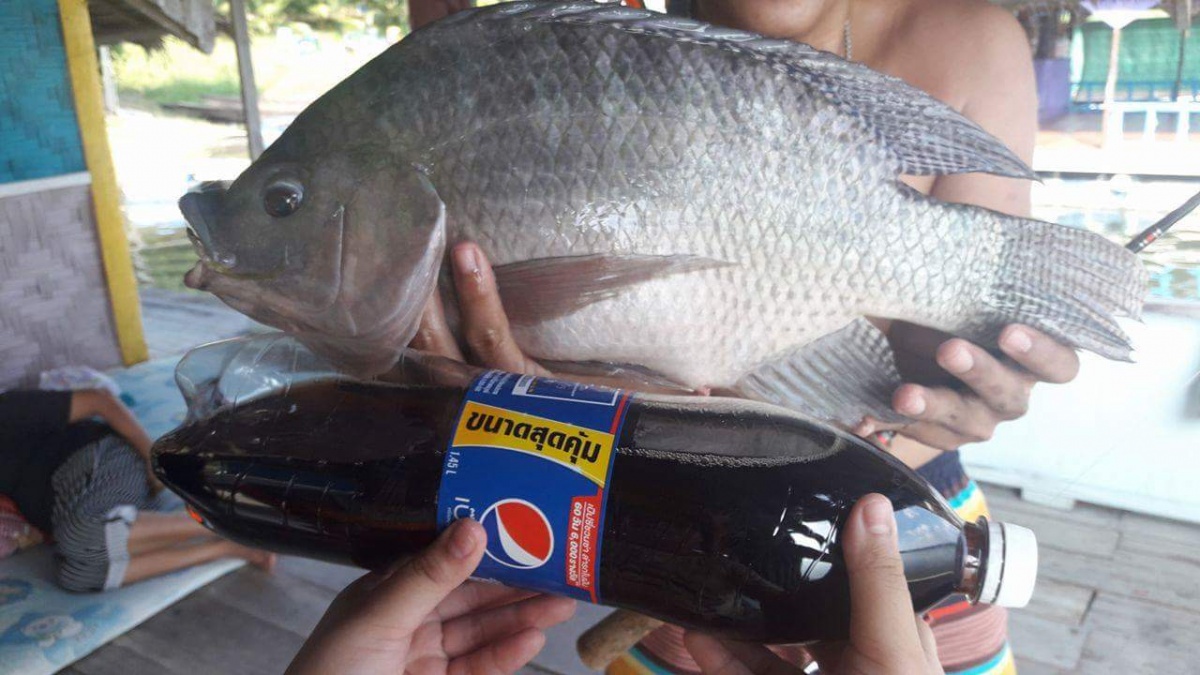 เขื่อนศรี