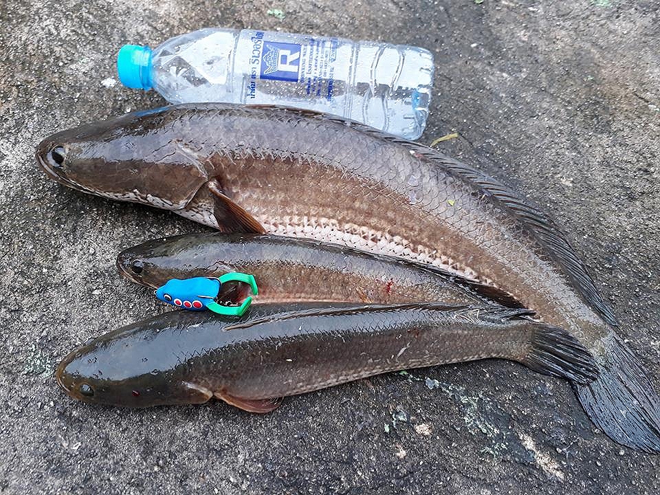 ฝากผลงานเหยื่อร้าน N.C. fishing shop รุ่นเตะลากไส้ ด้วยคับ