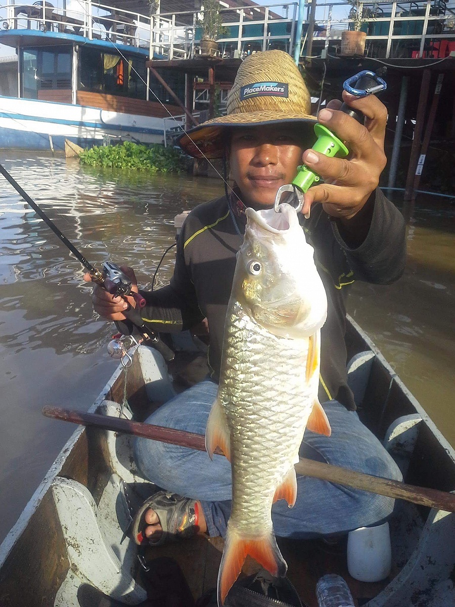 กระสูบน้อยเจ้าพระยา