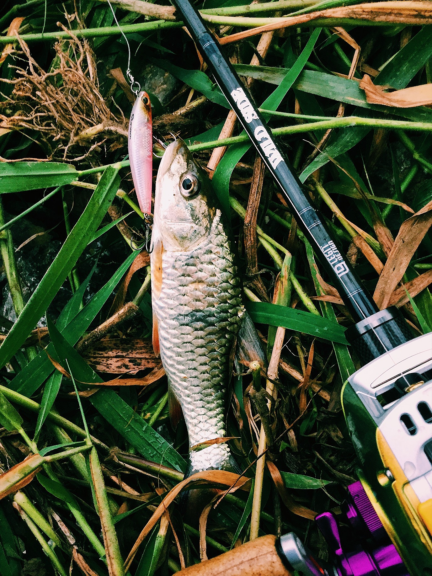 streamfishing