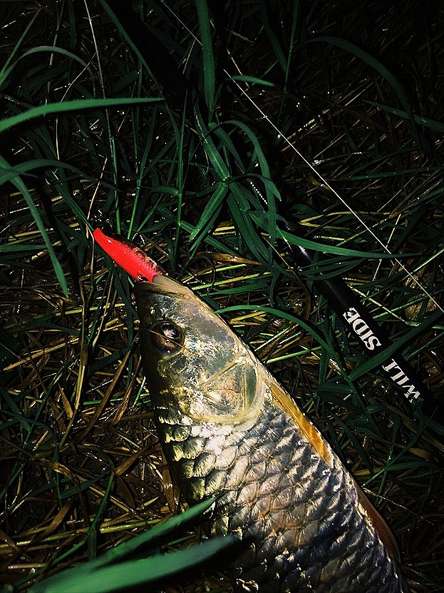 streamfishing