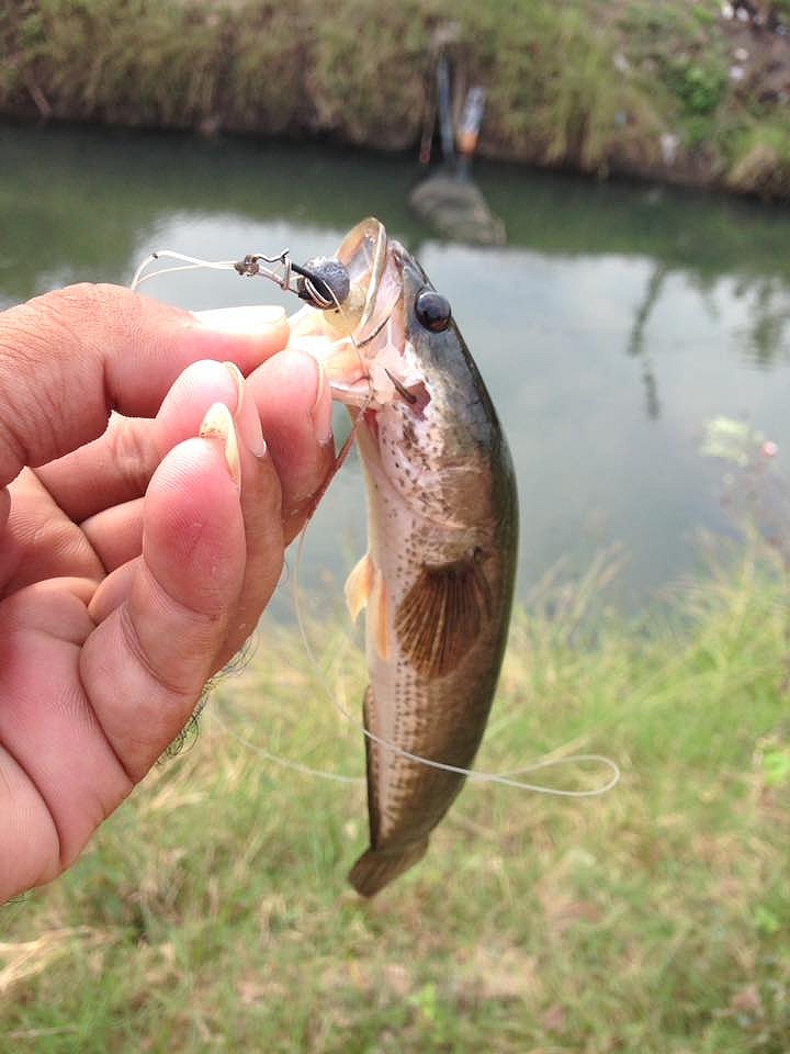 ช่อนคลองลำนำ้