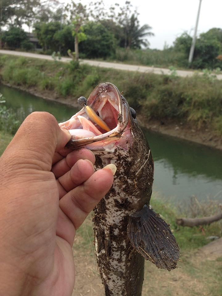 ช่อนนำ้ลงคลองบางแขม