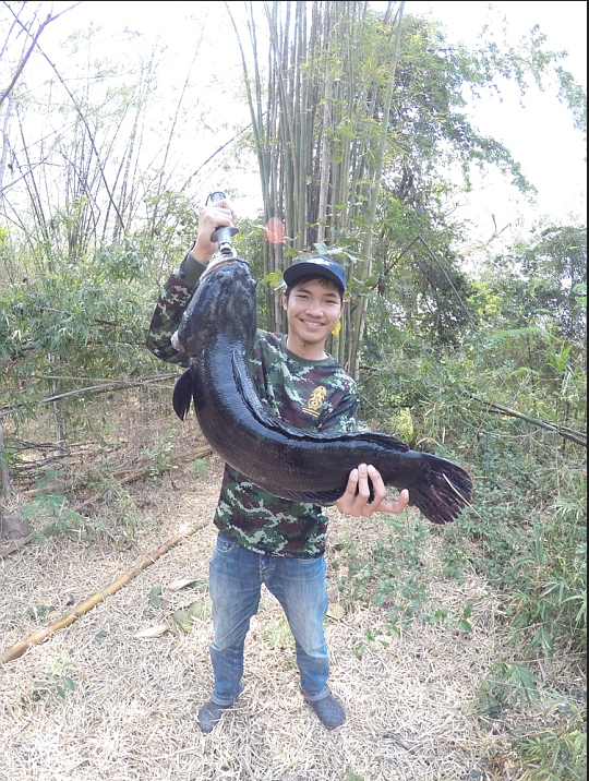ทีมงานสายหื่น.... ชื่นใจ EP.13 เบ็ดกระป๋องเย่อชะโดยักษ์ไชย์ 8 kg