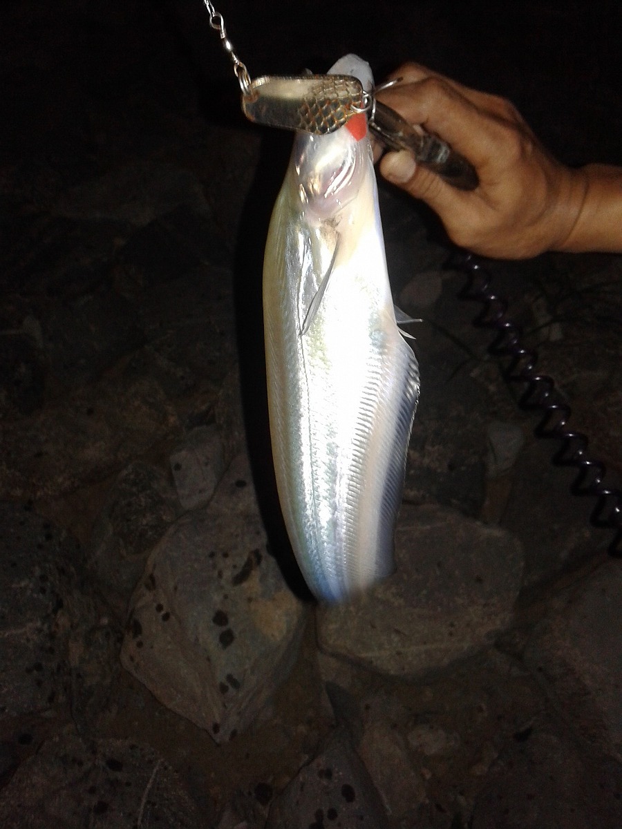 Night fishingปลาแดง แม่น้ำเจ้าพระยา