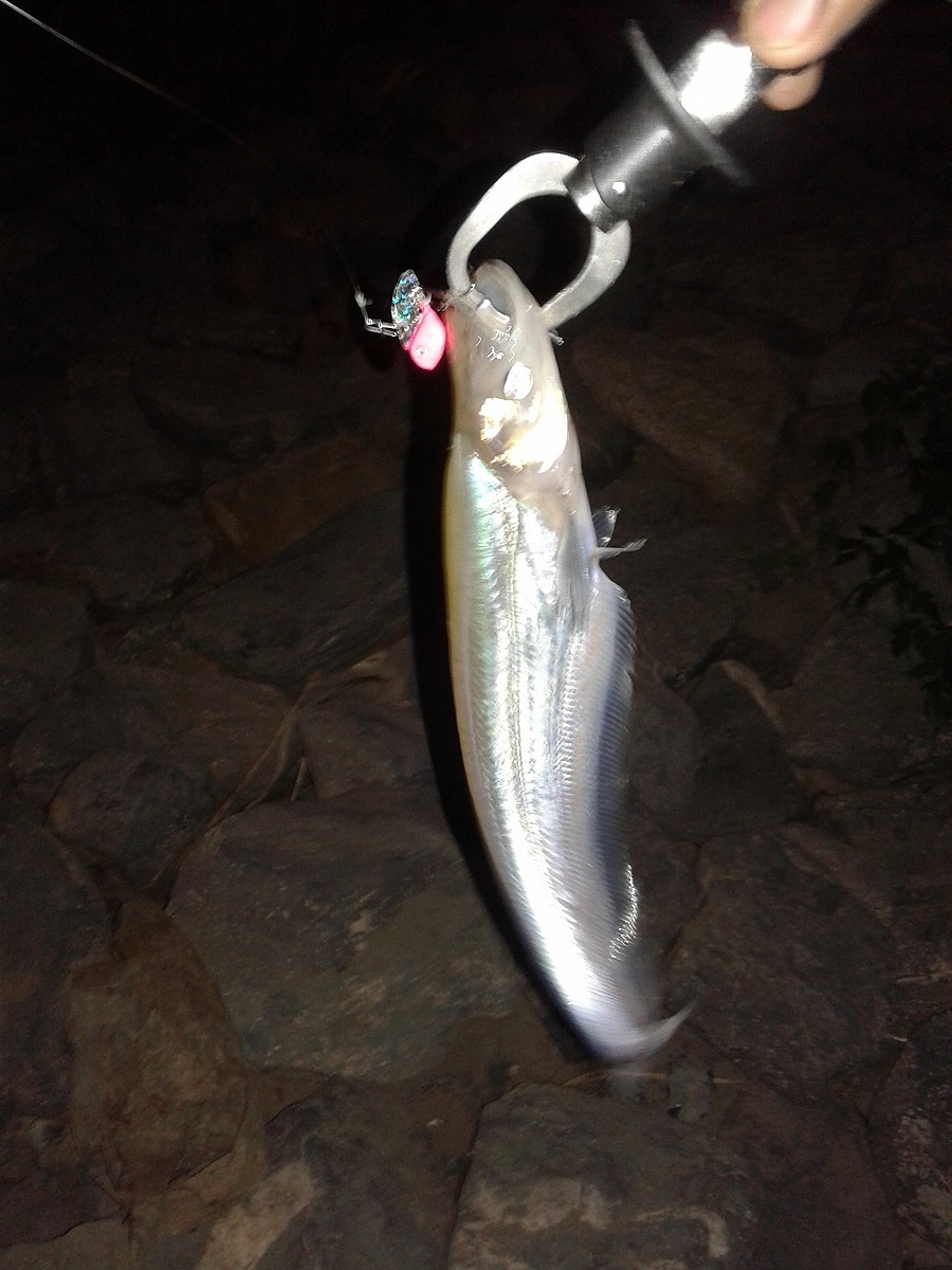 Night fishingปลาแดง แม่น้ำเจ้าพระยา