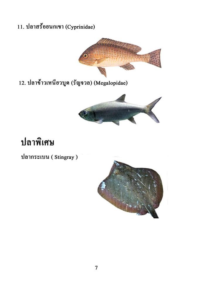 การแข่งขันนานาชาติ บางเสร่ฟิชชิ่งเกมส์ ครั้งที่ 2