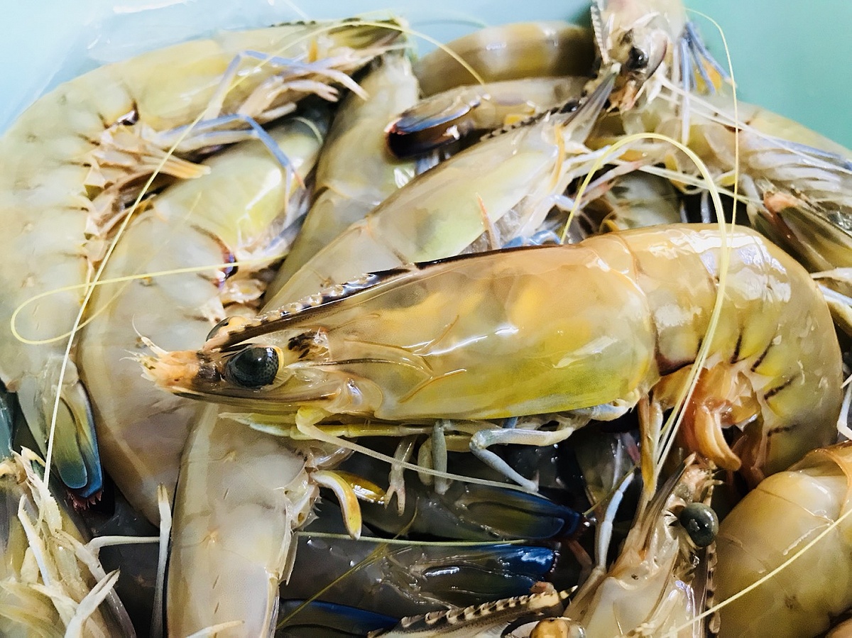 กุ้งหางม่วงผัดกระปิราดใบชะคราม