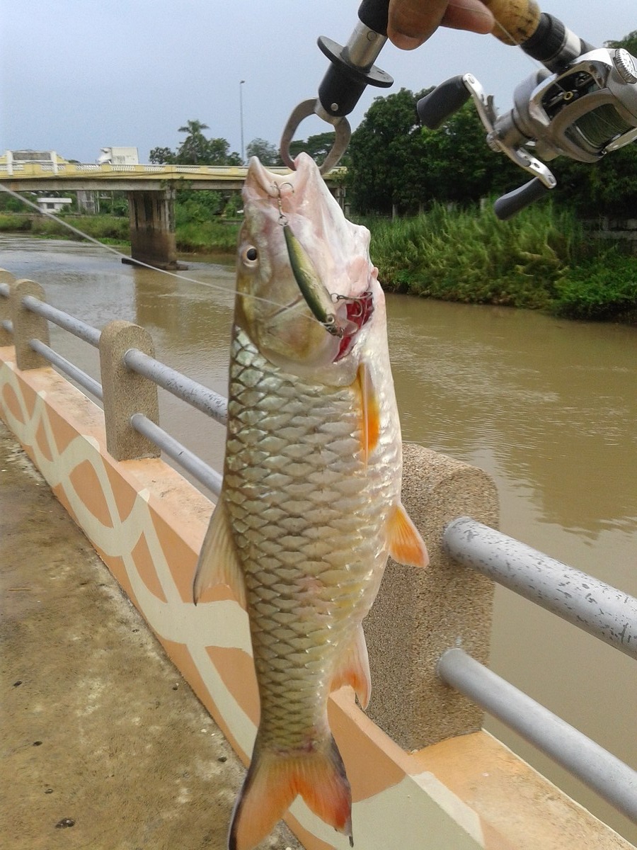 กระสูบแม่น้ำท่าจีน