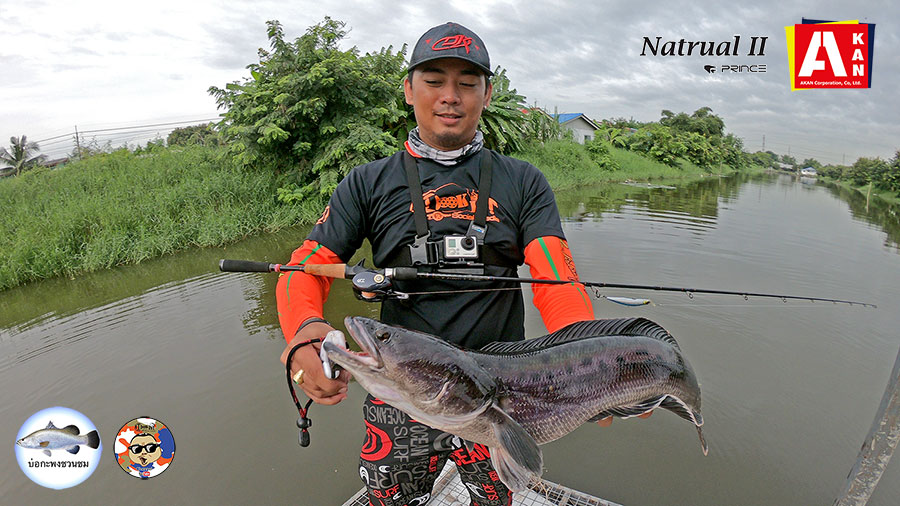 บ่อชะโด350บาทพร้อมเรือและแพแถมกะพงบุฟเฟ่ร์