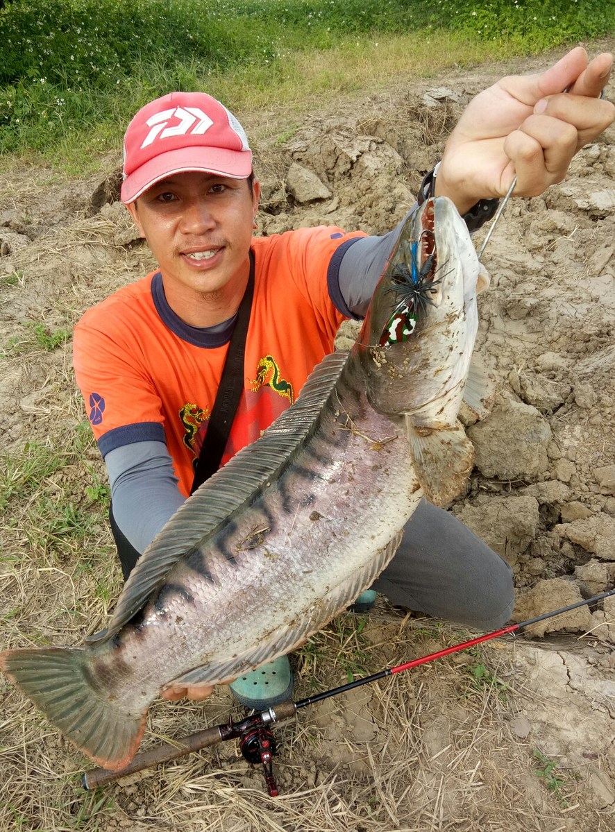 ชะโดร่องสวนแถวบ้านครับ