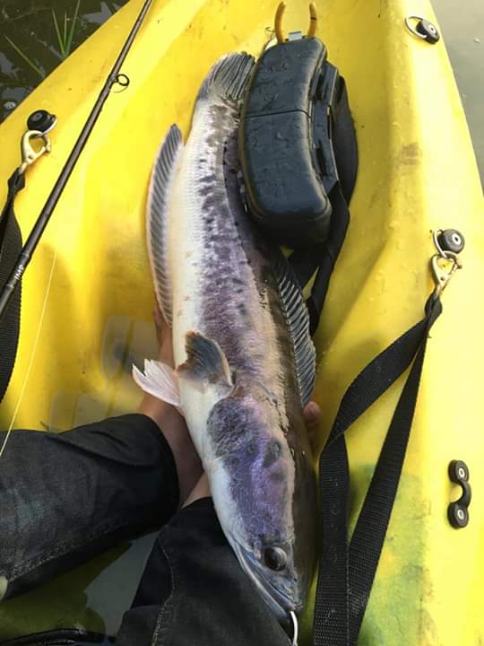 nirvanafishingpark snakehead thailand