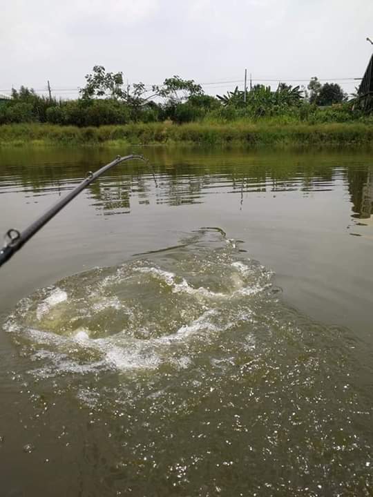 nirvanafishingpark snakehead thailand