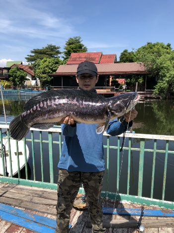  ชะโดใหญ่สุดของผม  .....สุดประทับใจ