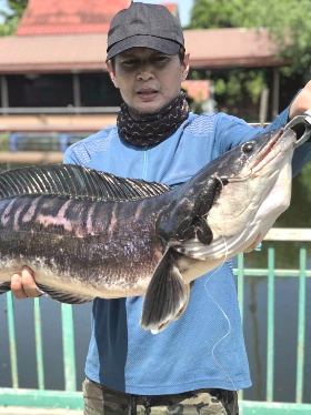  ชะโดใหญ่สุดของผม  .....สุดประทับใจ