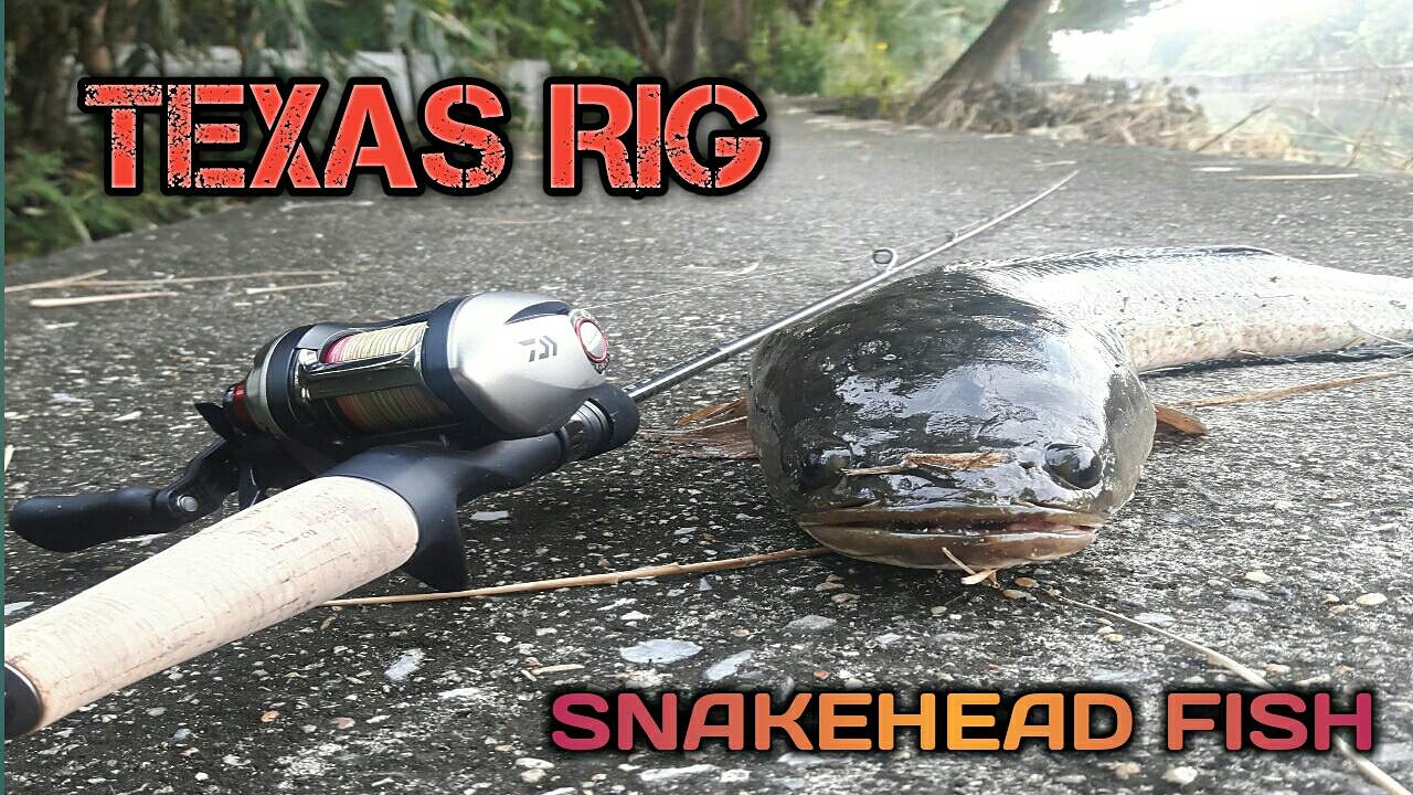 Texas rig ปลาช่อนคลองใหญ่