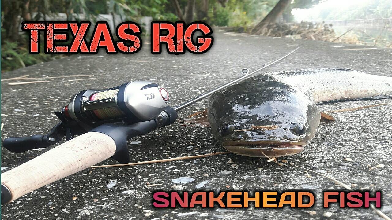 Texas rig ปลาช่อนคลองใหญ่