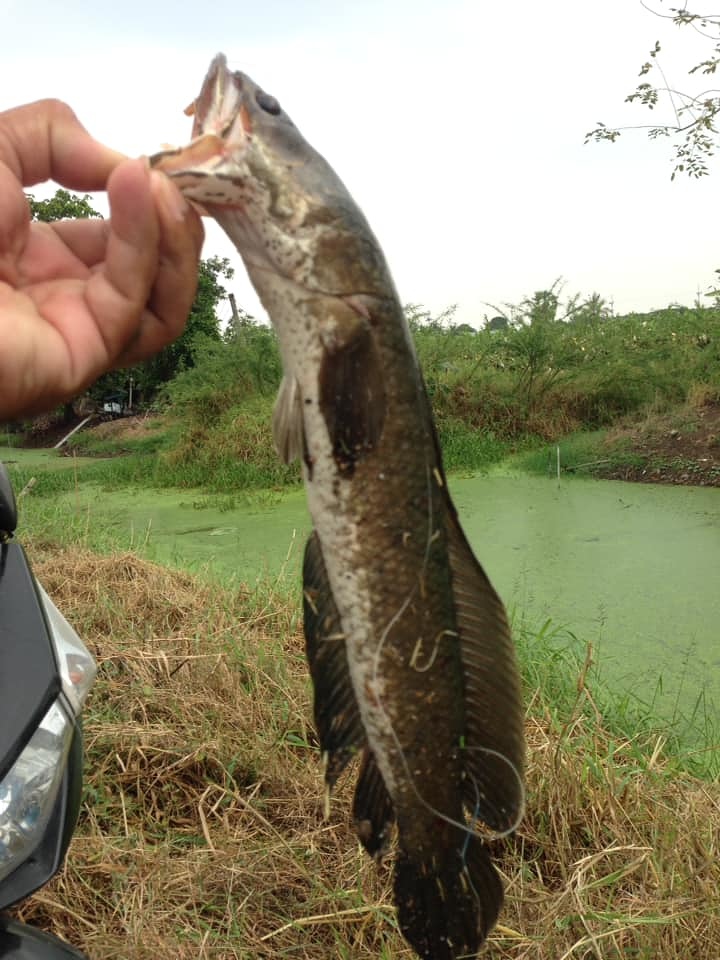 ช่อนปลายปี