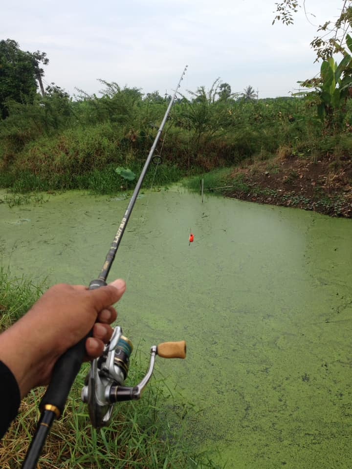 ช่อนปลายปี