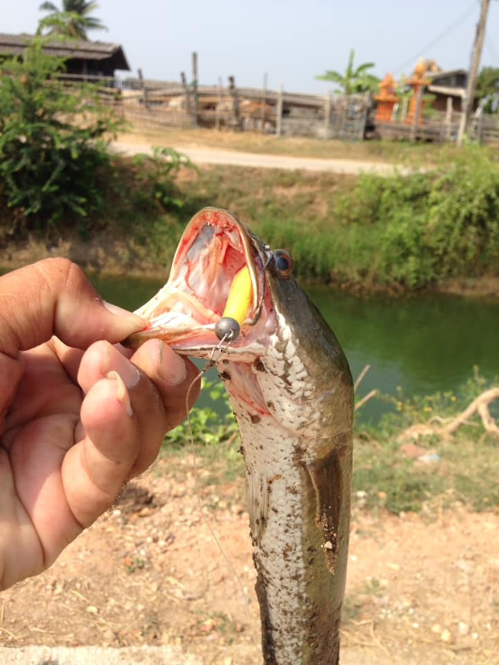 ปลายางกับช่อนคลอง