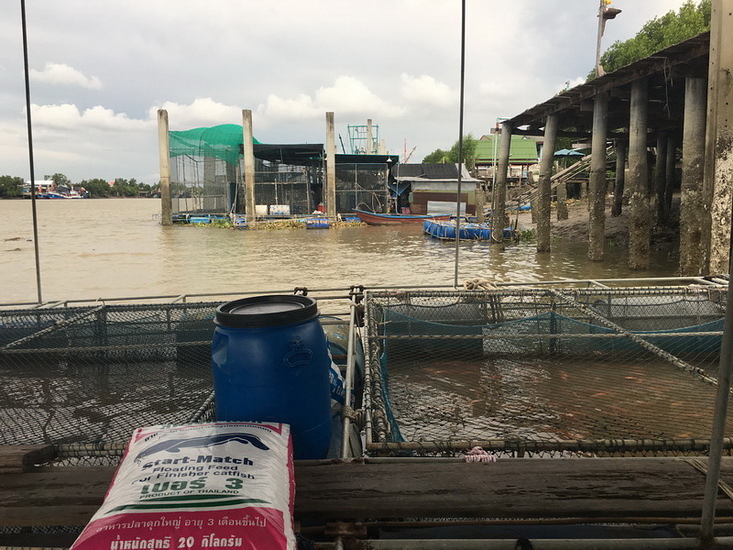 นั่งเล่นกระชังหน้าบ้าน