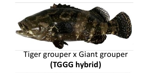 บ่อตกปลาเก๋าเปิดใหม่  New hibrid grouper fishing pond / Sam Roi Yod 