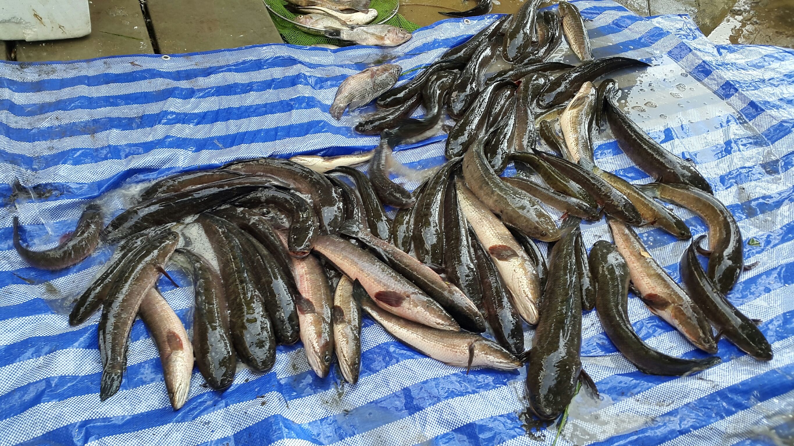 งานนี้ถูกหวย/Snakehead Angler Club/