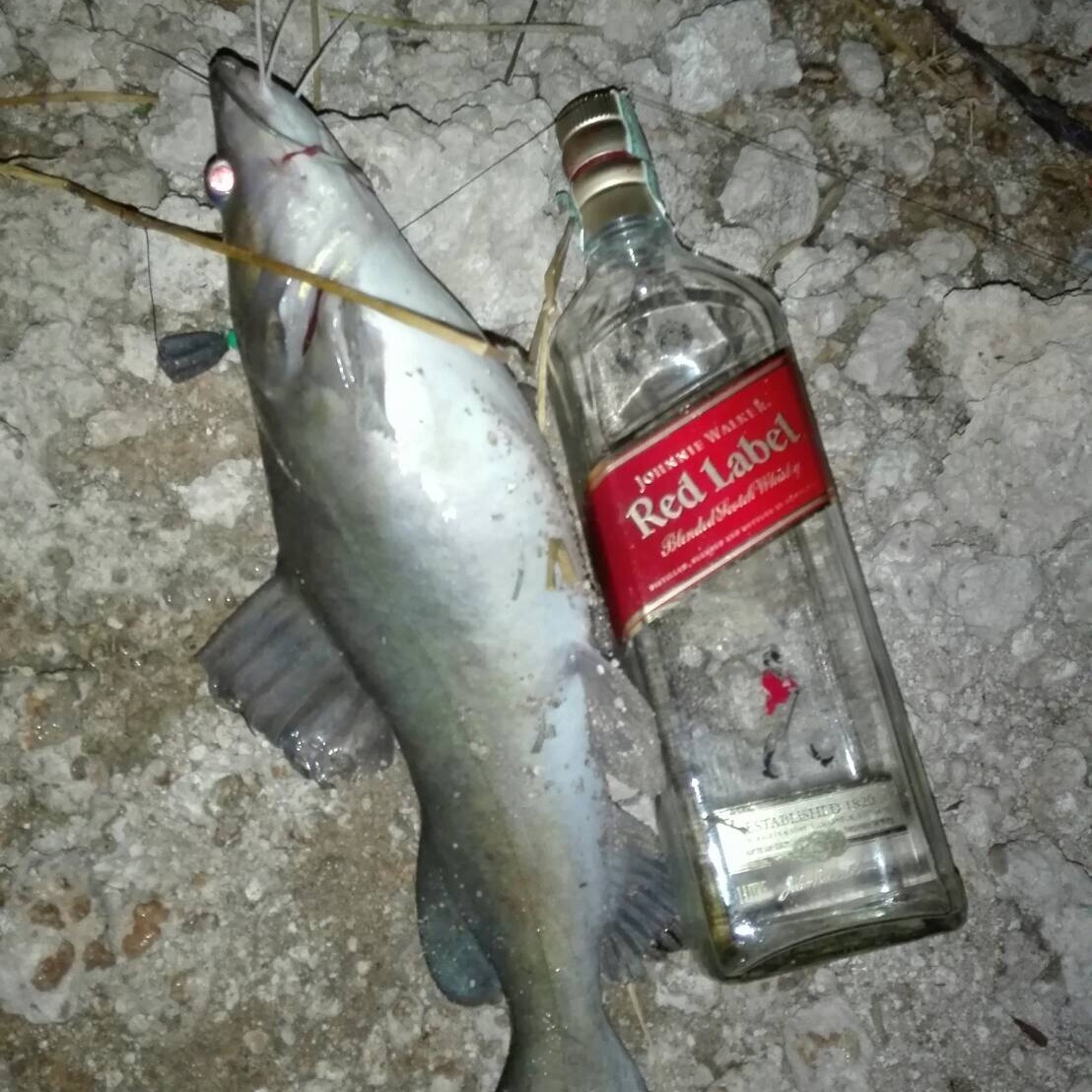 ตกปลาเขื่อนศรี
