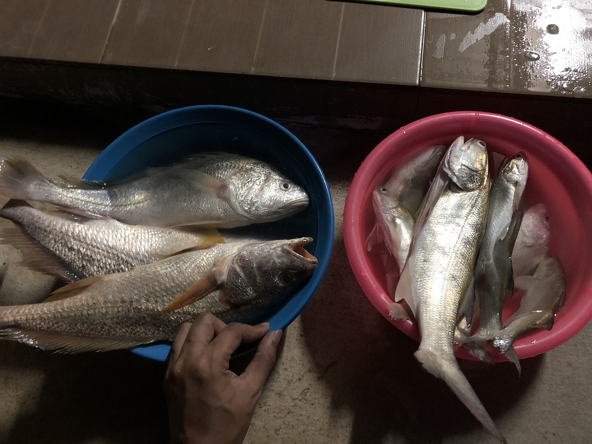 [นักตกปลาฝึกหัด] - บางปะกงไม่เหงา บ่ายกุเลา เช้าหางกิ่ว