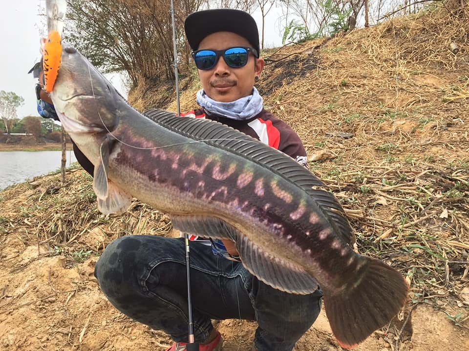 ช ะ โ ด จิ บ  "Rapala RISTO 8"