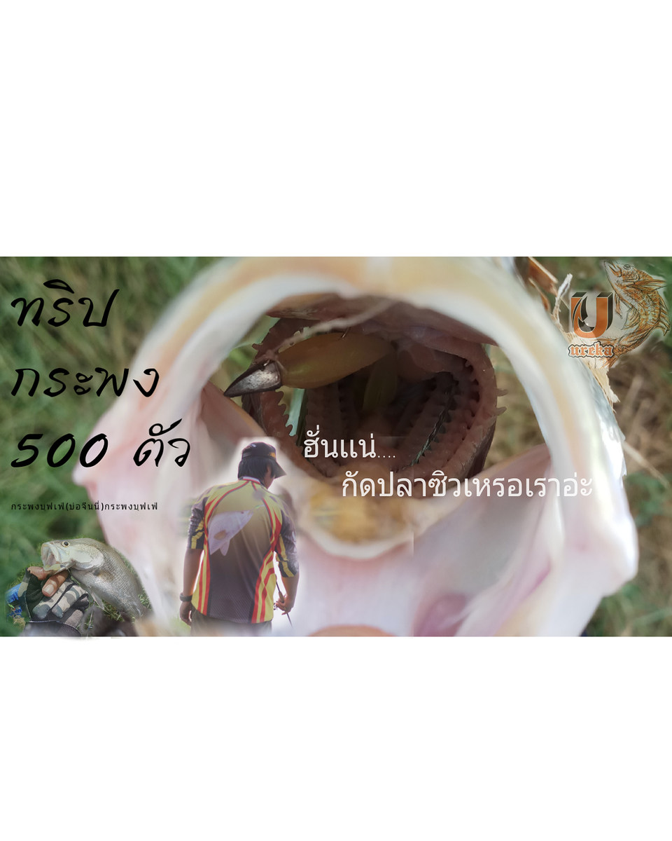 บุฟเฟ่กระพง 500 ตัว (บ่อจีนนี่)กระพงบุฟเฟ่