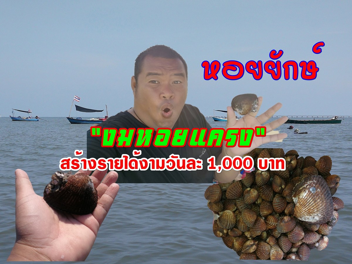 งมหอยแครงธรรมชาติ สร้างรายได้งามวันละ 1,000 บาท l อ้วนพรางทะเลบูรพา EP.20