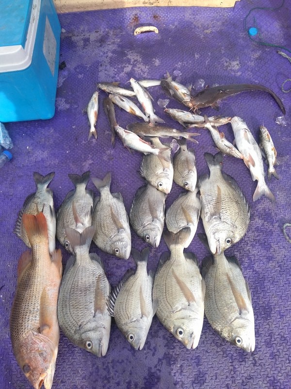 ต้มยำปลาคุด 
