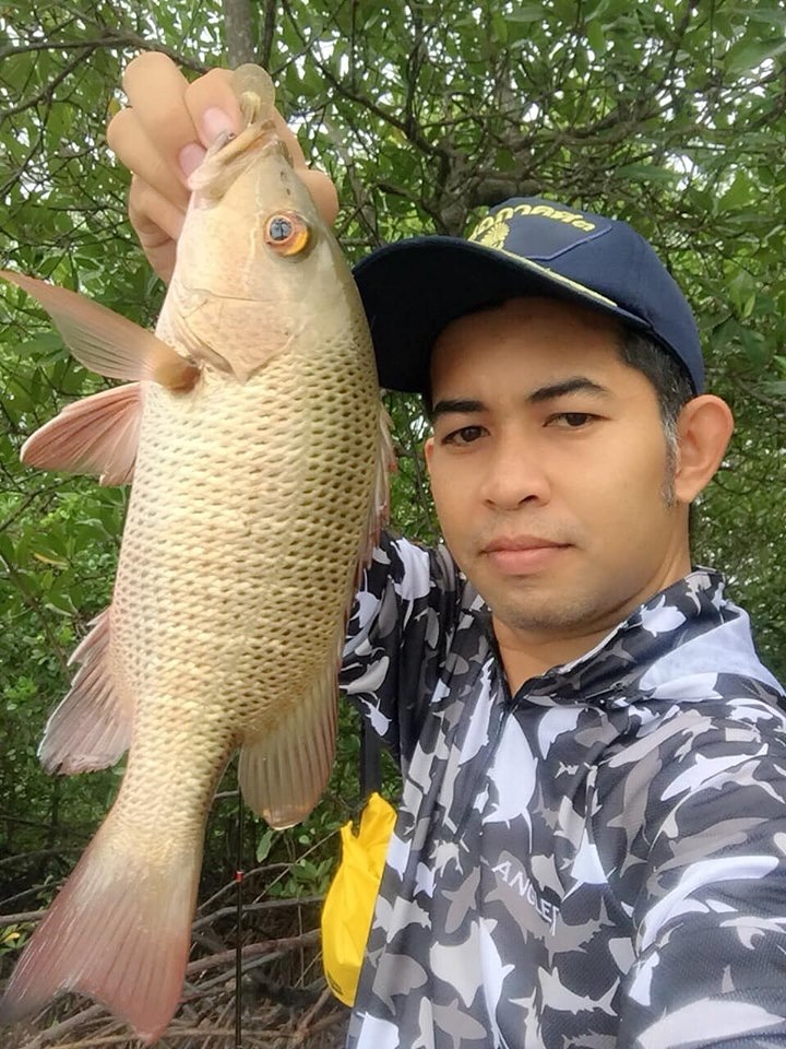 แด่วันฝนพรำ กับกระพงแดง บริเวณท่าเรือแหลมพ่อตา ชายฝั่งทะเลระนองครับ