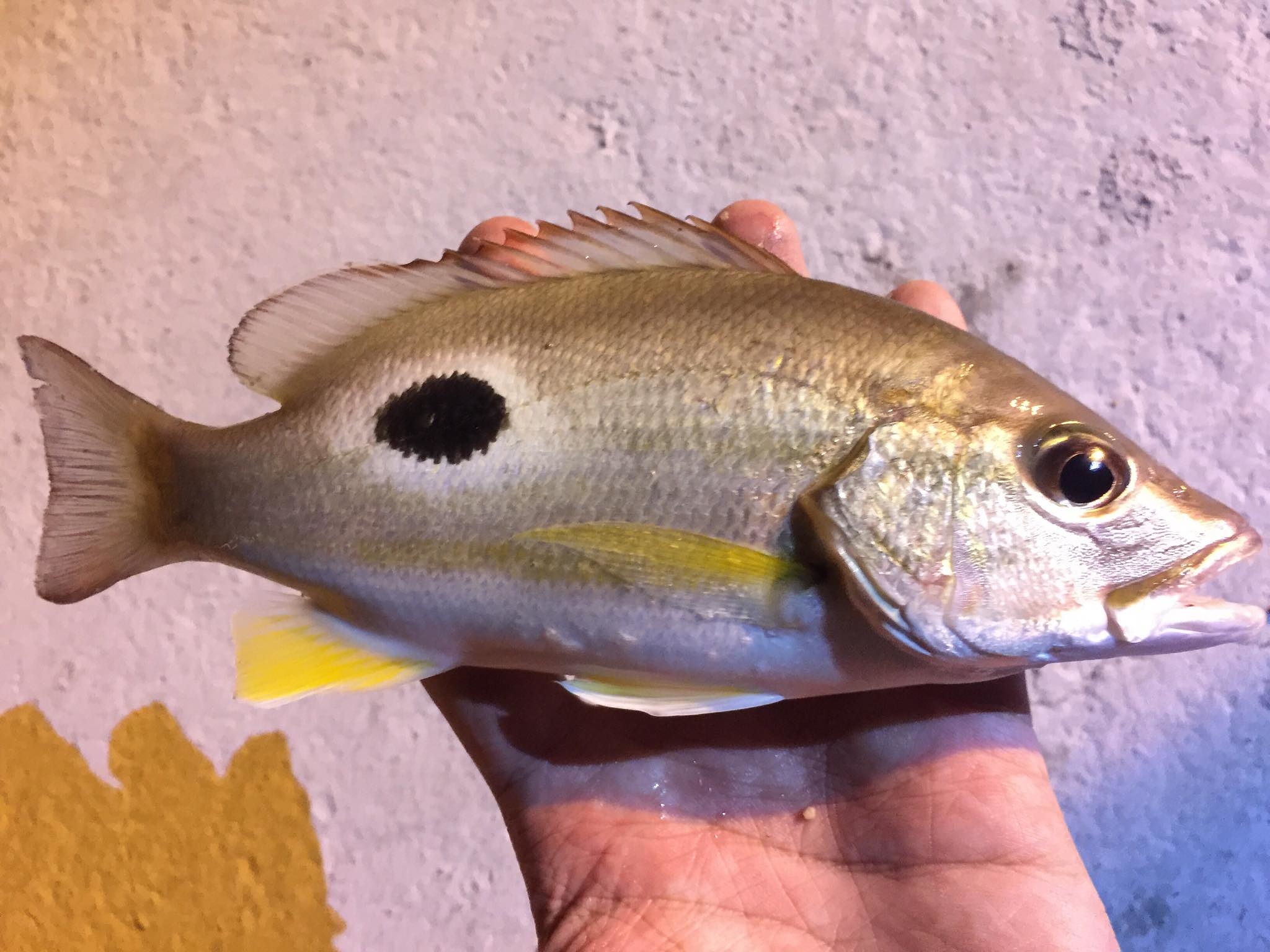 ตกปลา บางแสน เขาสามมุข ชลบุรี 2019 ครับ