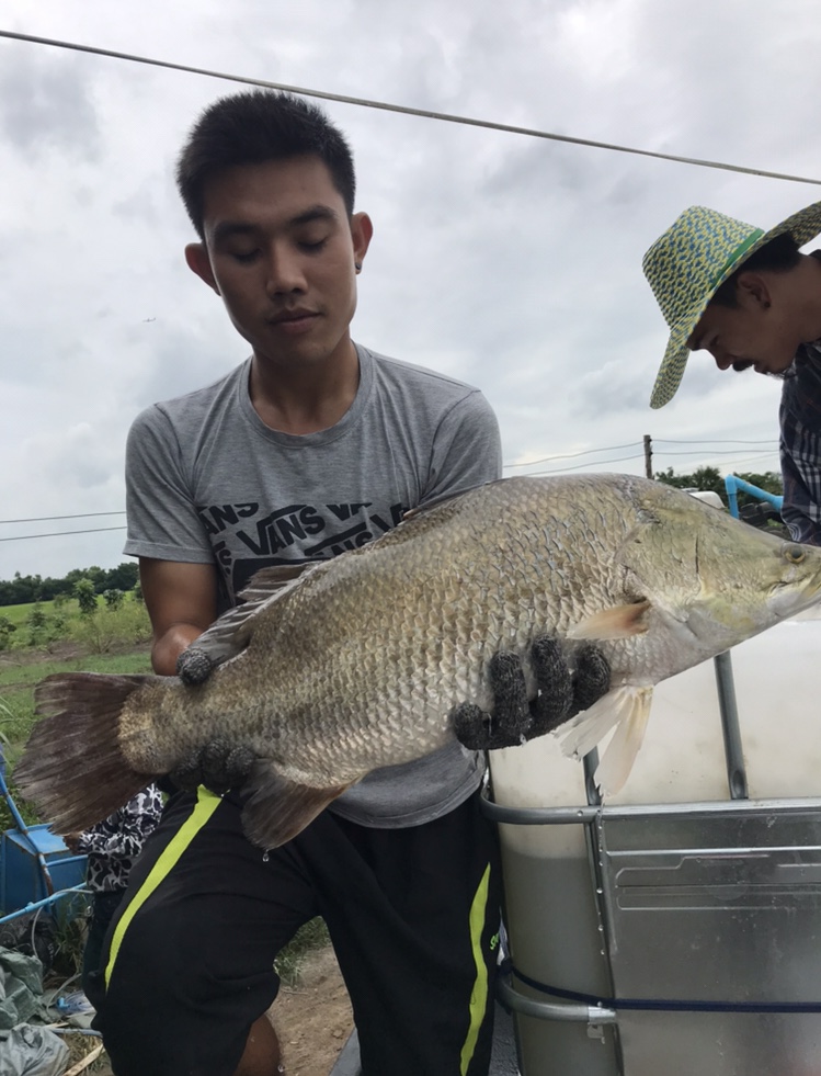 บ่อไดเกลียวลงปลากดคังกะพงปลา300โลตกปลาซิงทุกวันอาทิตย์ค่าคัน500฿ครับ