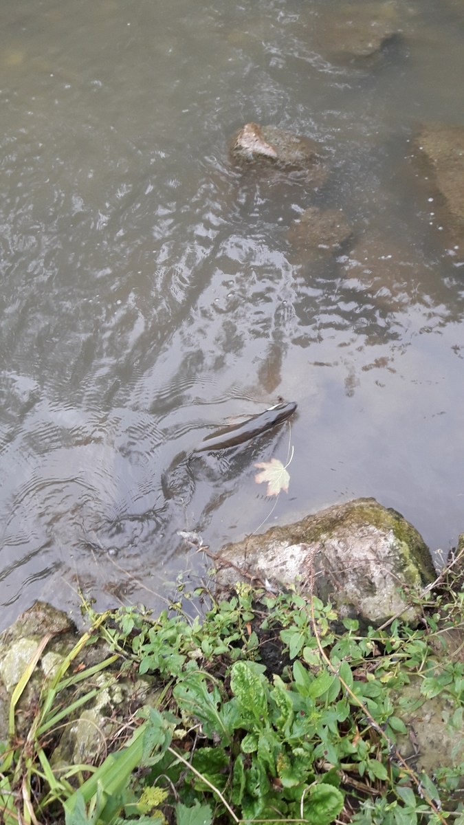 Ultralight Pike fishing.