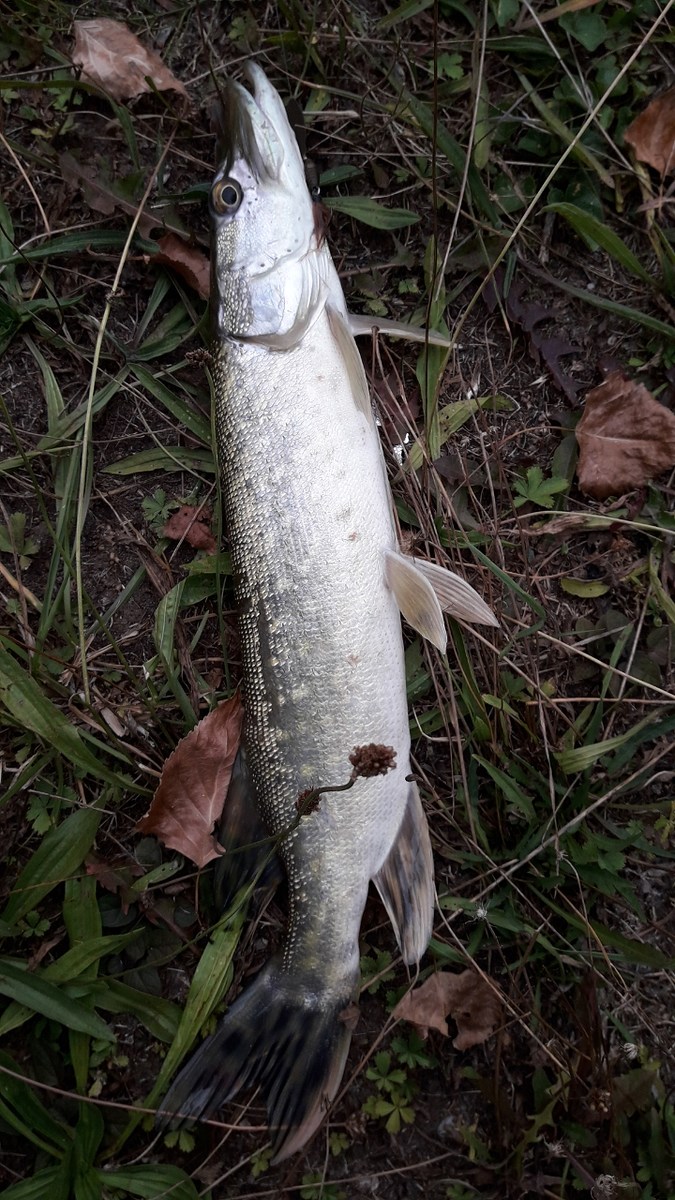 Ultralight Pike fishing.